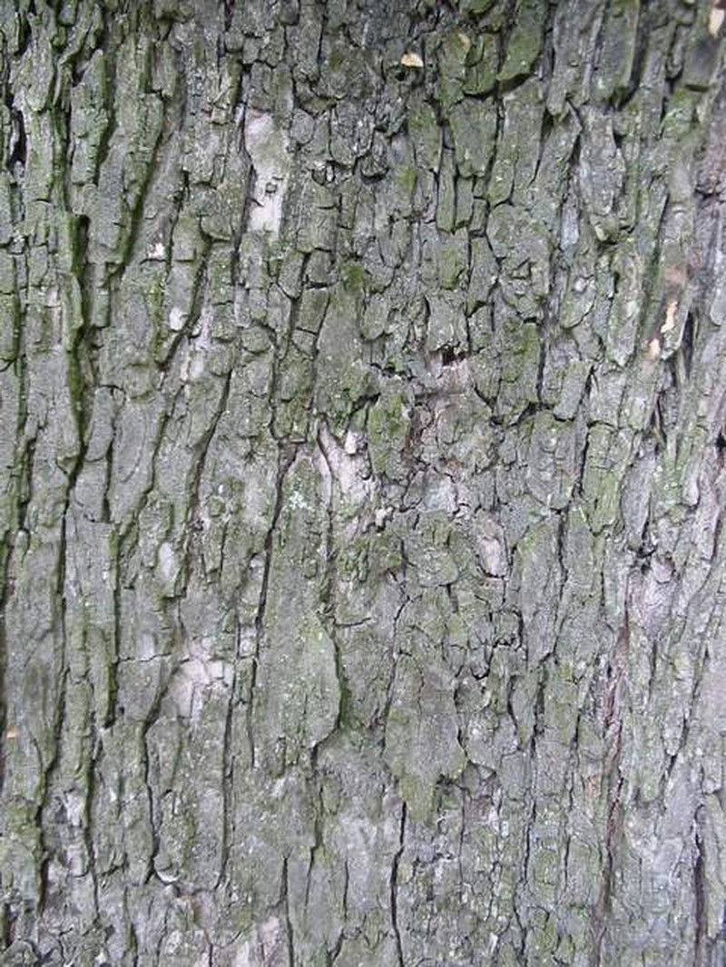 Ulmus laevis photo 5