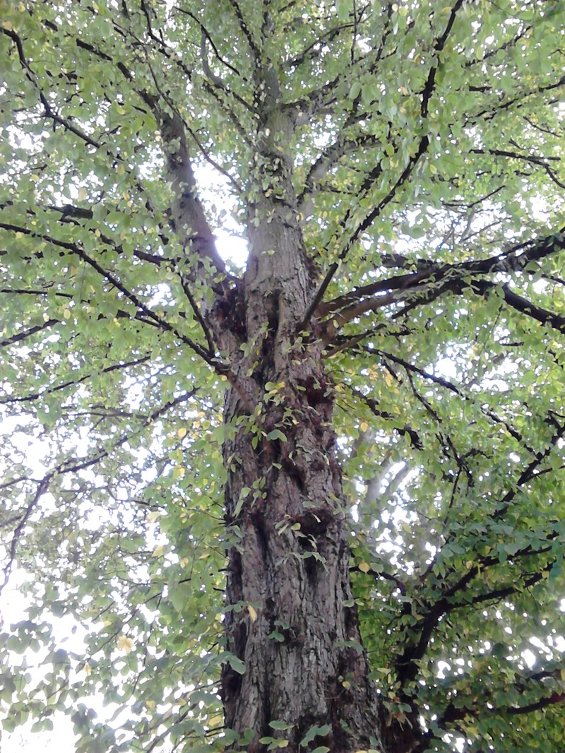 Ulmus laevis photo 6