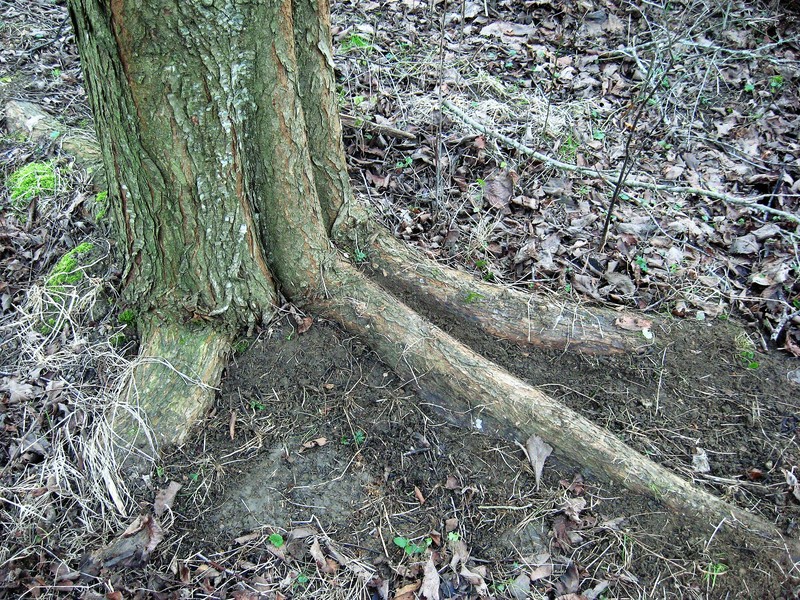 Ulmus laevis photo 7