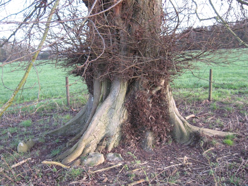 Ulmus laevis photo 8