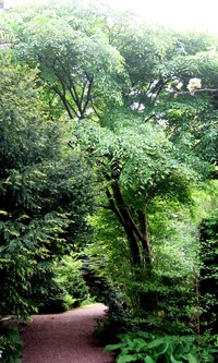 Ulmus lamellosa