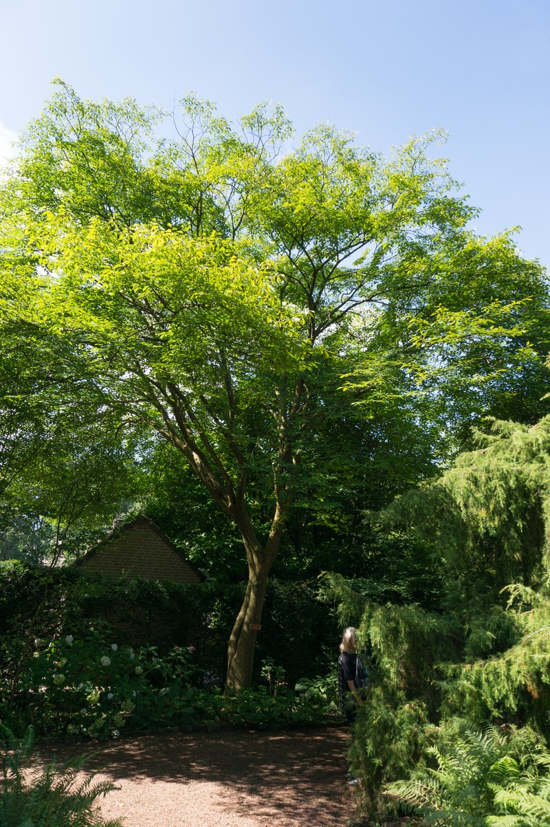 Ulmus lamellosa photo 2