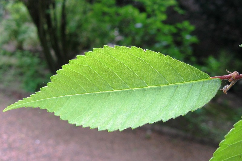 Ulmus lamellosa photo 3