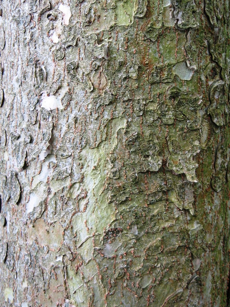 Ulmus lamellosa photo 4