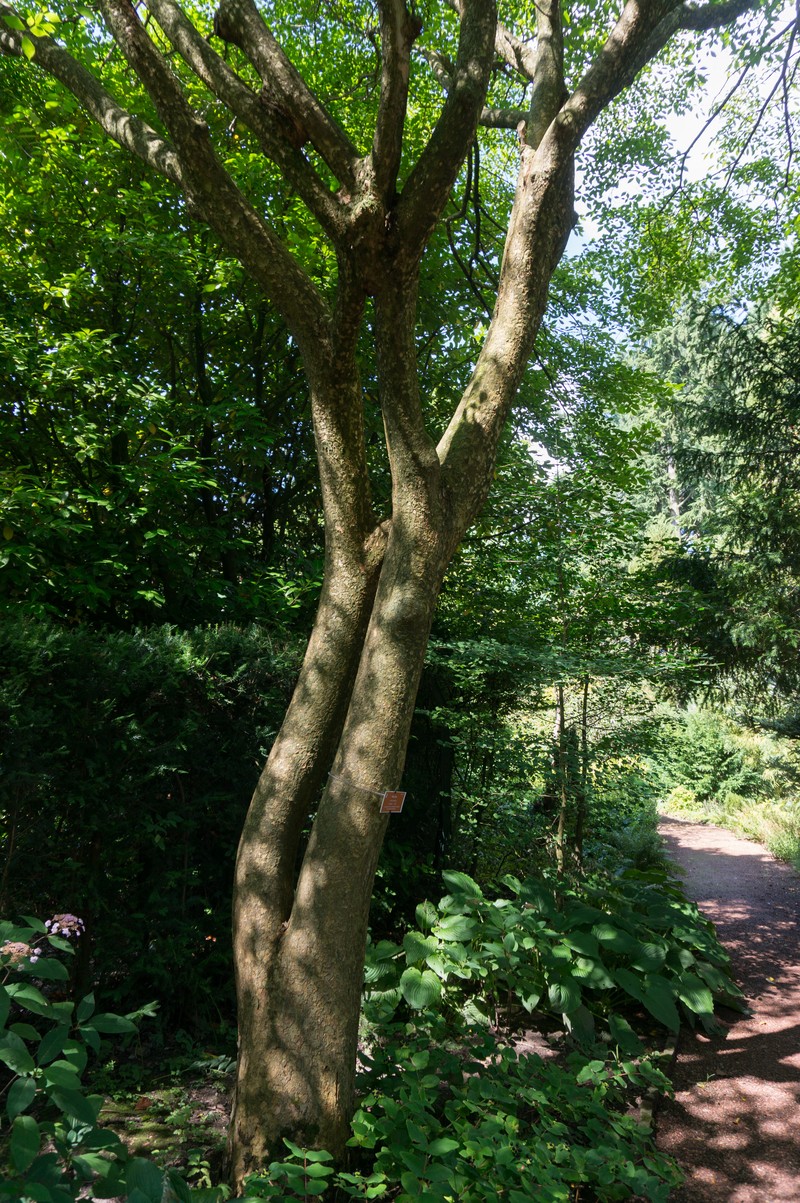 Ulmus lamellosa photo 5