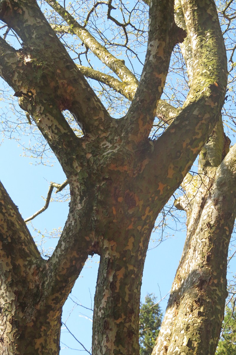 Ulmus lamellosa photo 6