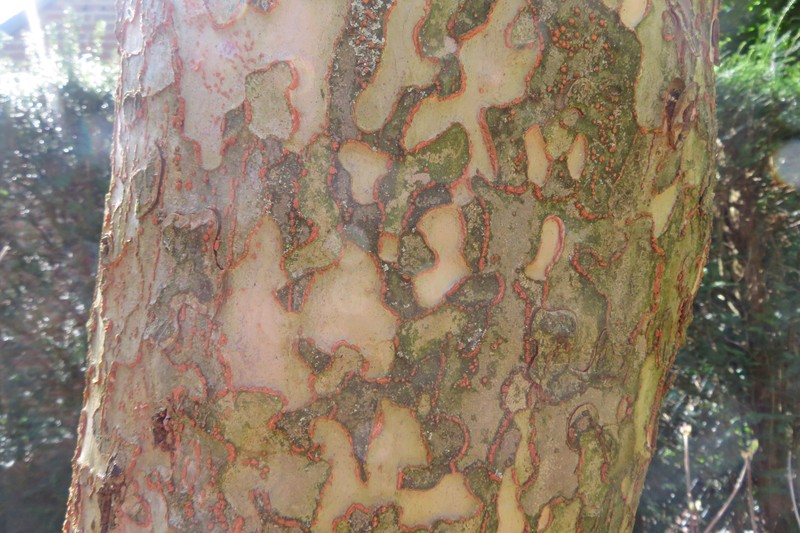 Ulmus lamellosa photo 7