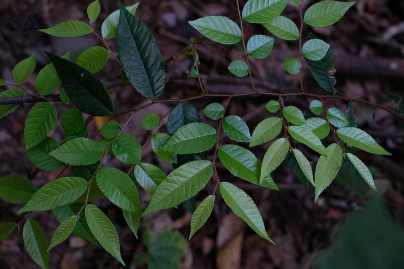 Ulmus lanceifolia