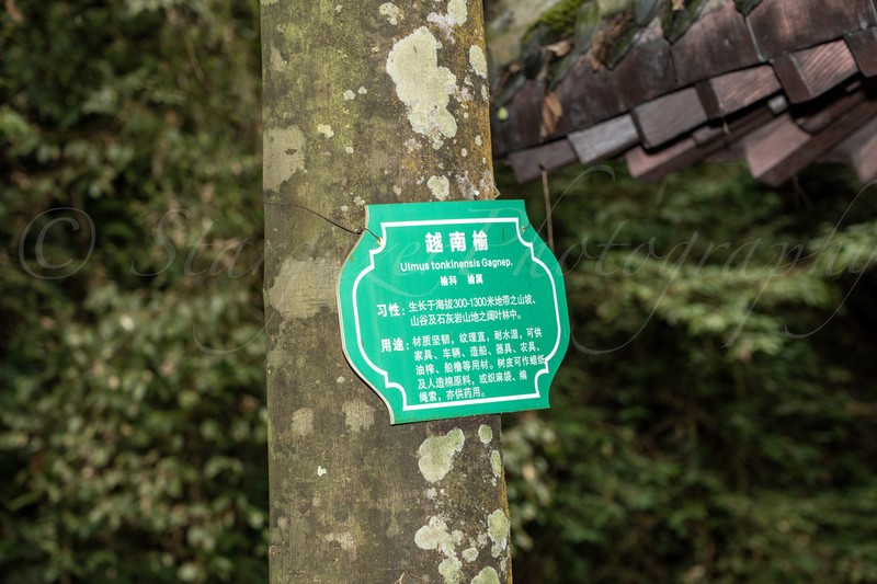 Ulmus lanceifolia photo 2