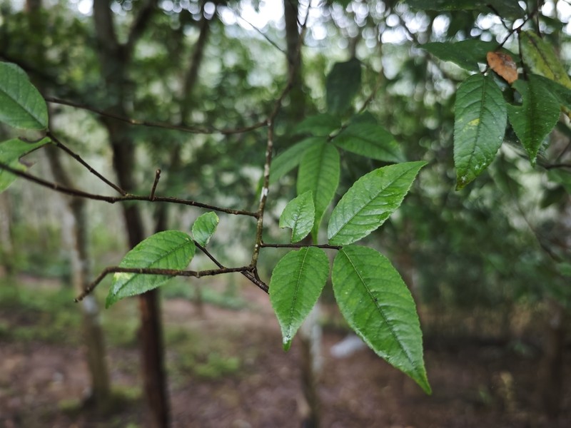 Ulmus lanceifolia photo 3