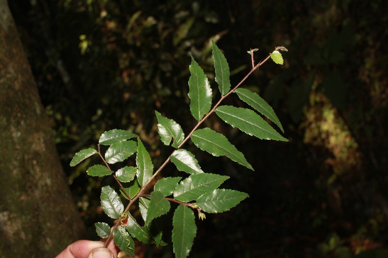 Ulmus lanceifolia photo 4