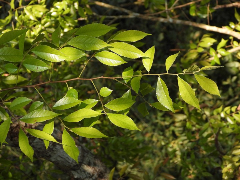 Ulmus lanceifolia photo 5