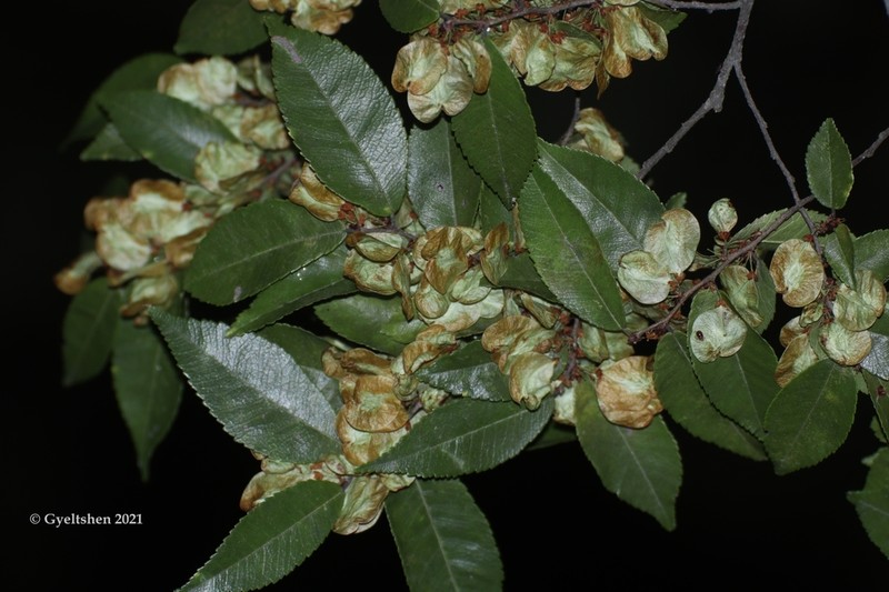 Ulmus lanceifolia photo 6