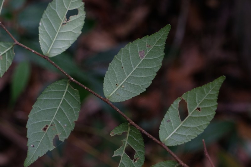Ulmus lanceifolia photo 7
