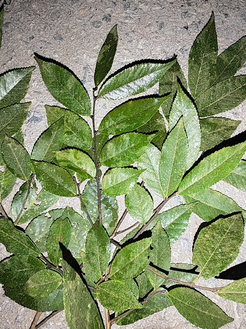 Ulmus lanceifolia photo 8