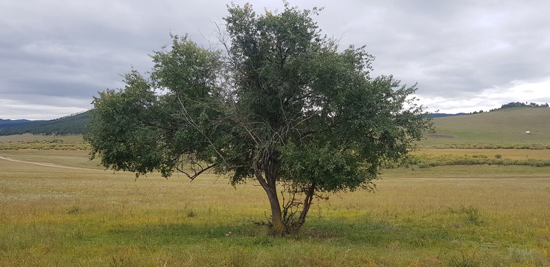 Ulmus macrocarpa photo 2
