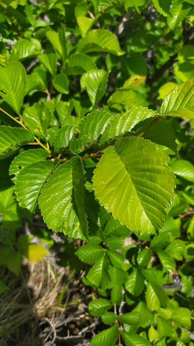 Ulmus macrocarpa photo 3