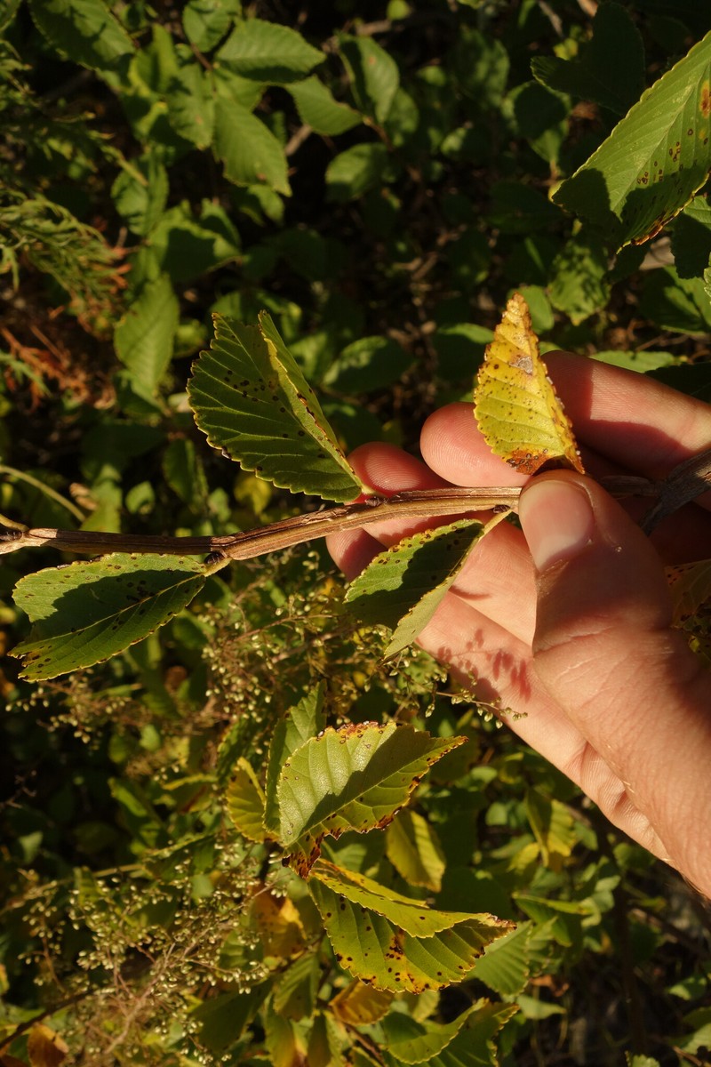 Ulmus macrocarpa photo 4