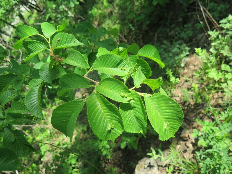 Ulmus macrocarpa photo 5