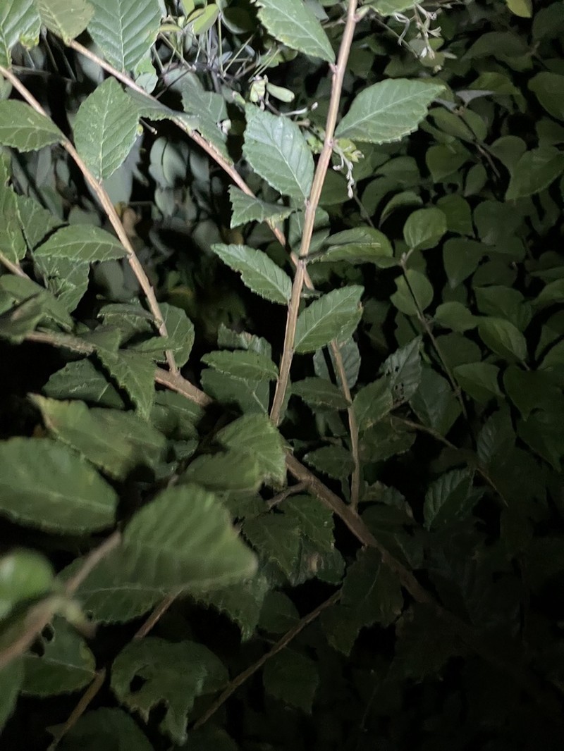 Ulmus macrocarpa photo 6