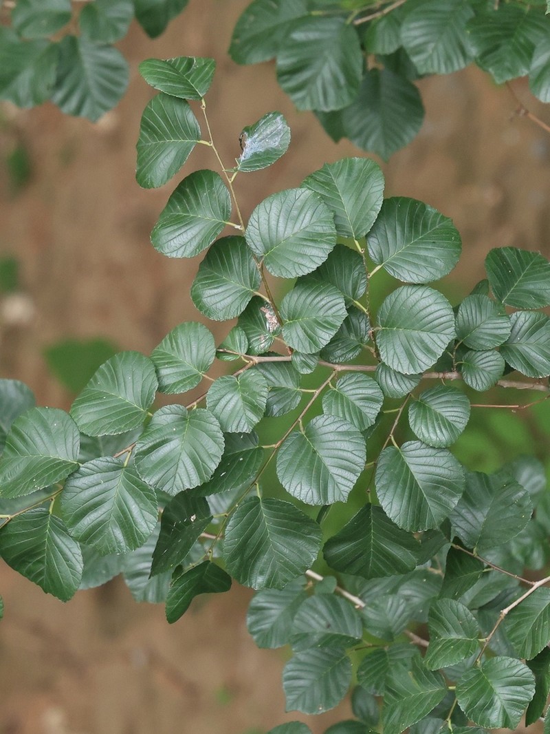 Ulmus macrocarpa photo 7