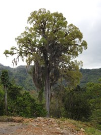 Ulmus mexicana