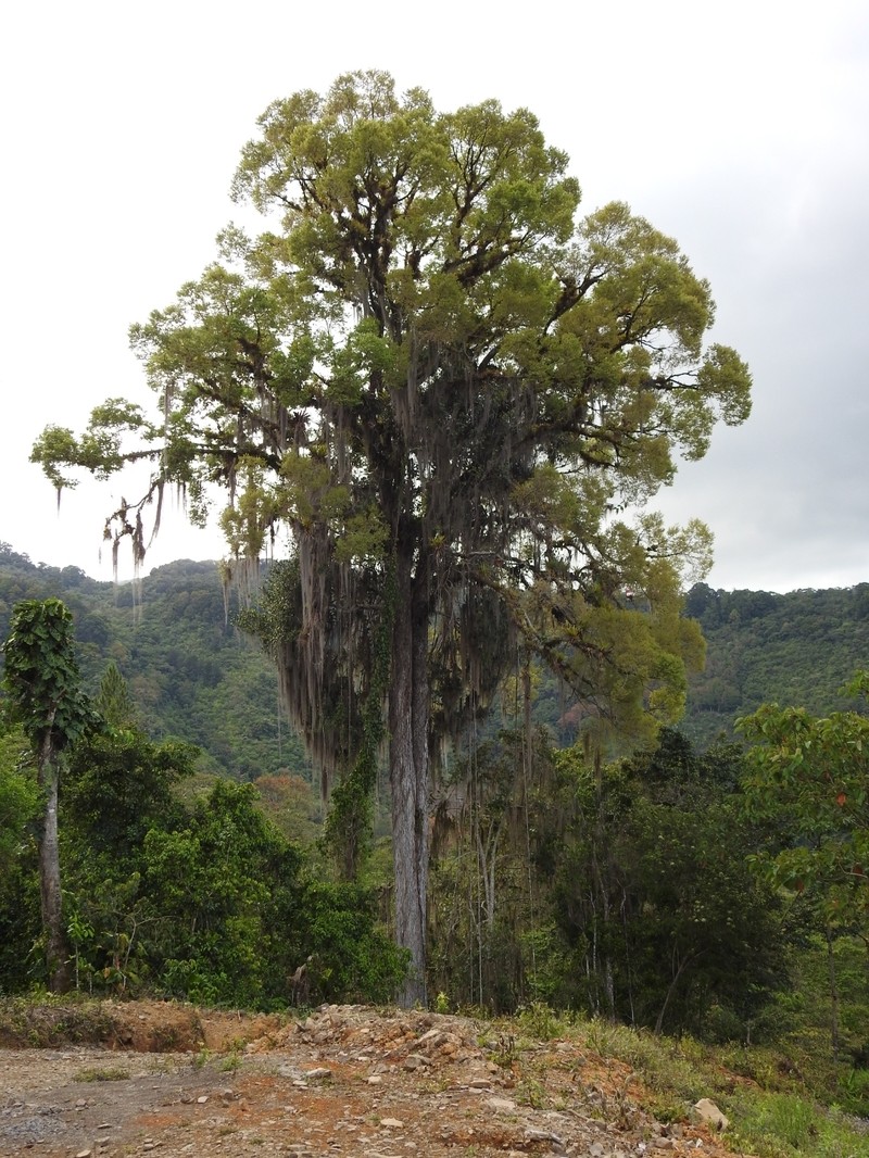 Ulmus mexicana