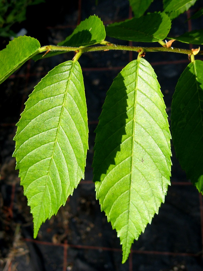 Ulmus mexicana photo 2