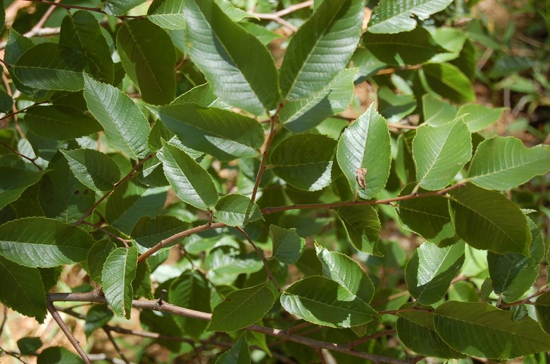 Ulmus mexicana photo 3