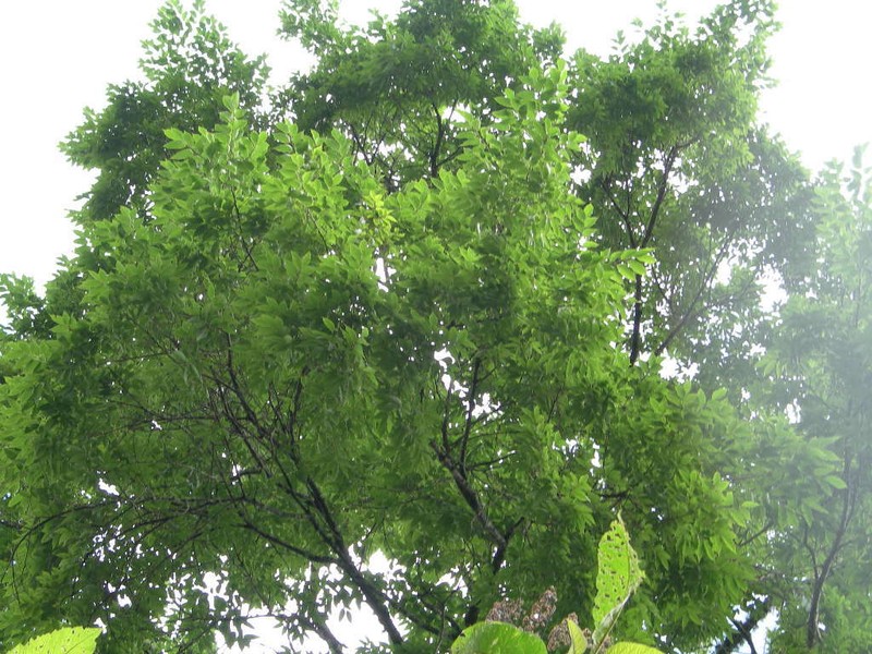 Ulmus mexicana photo 4