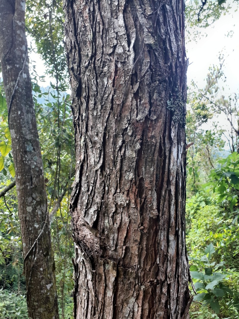Ulmus mexicana photo 5