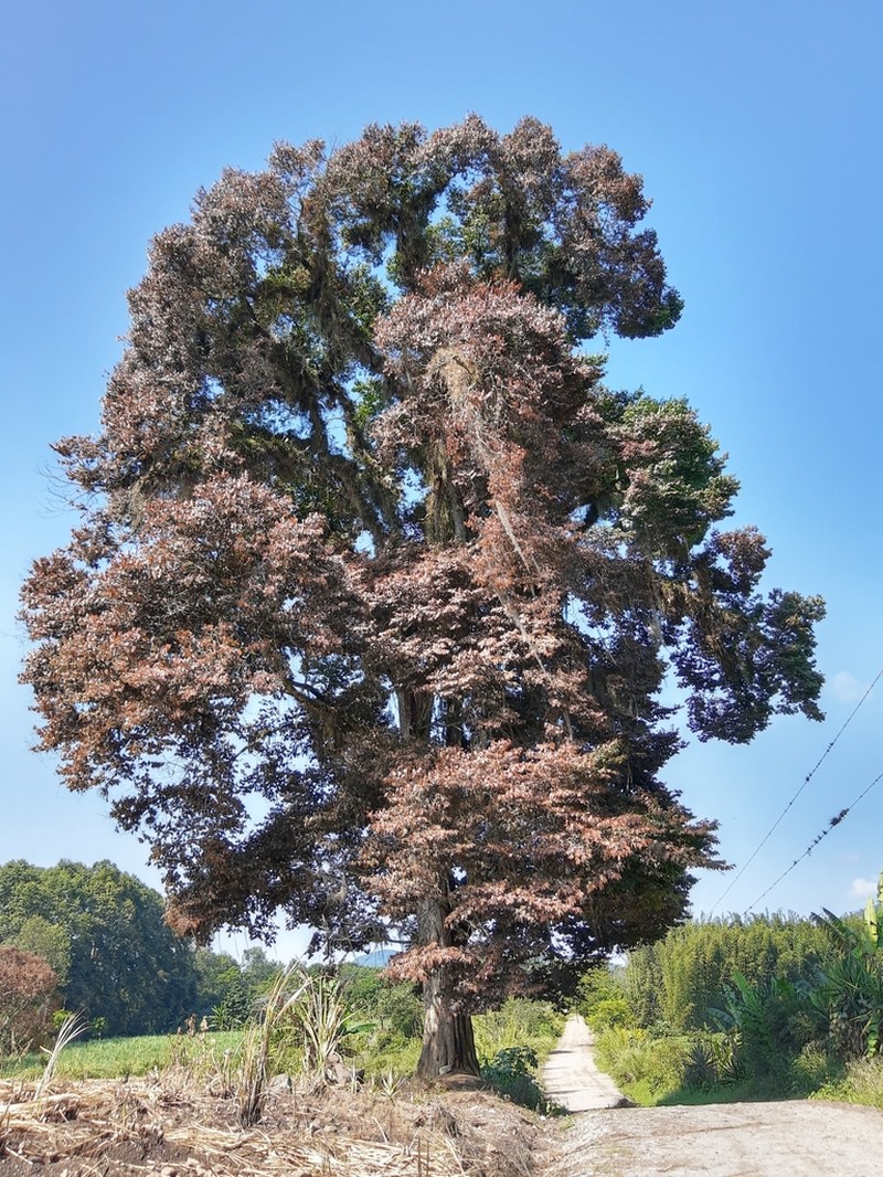 Ulmus mexicana photo 6