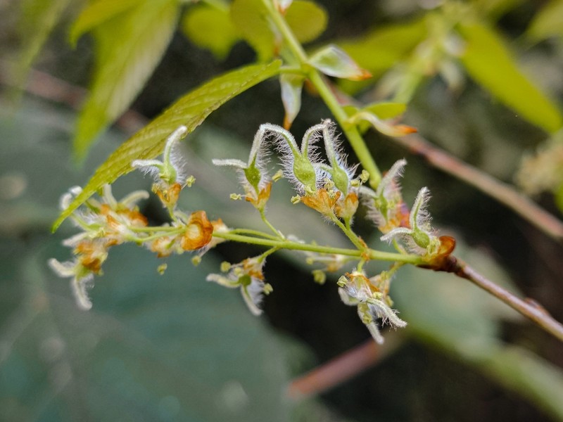 Ulmus mexicana photo 7