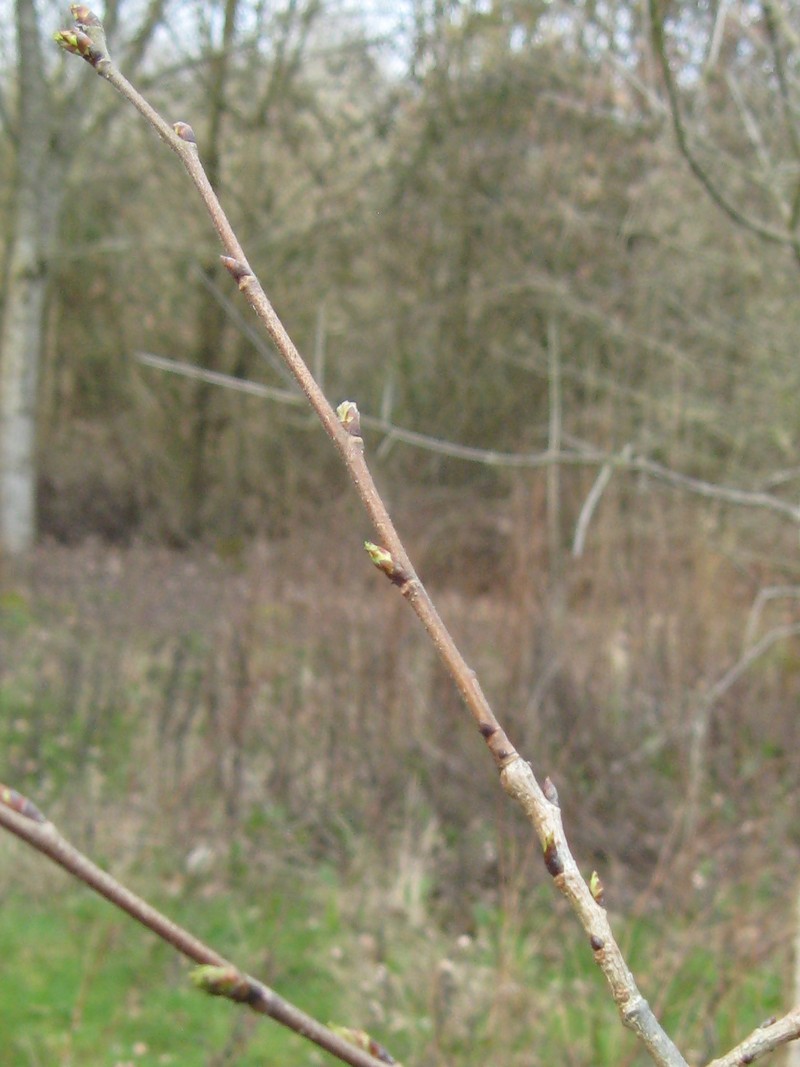 Ulmus microcarpa