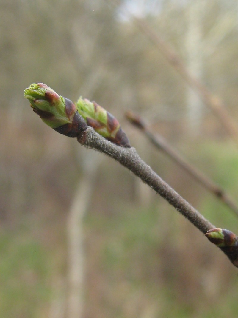 Ulmus microcarpa photo 2