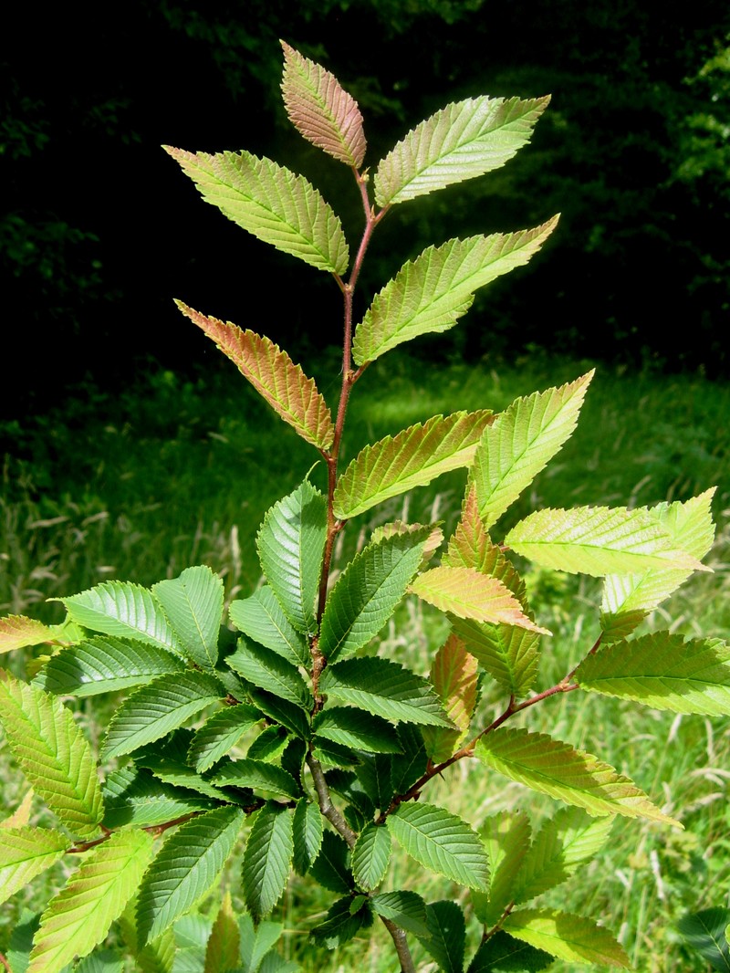 Ulmus microcarpa photo 3