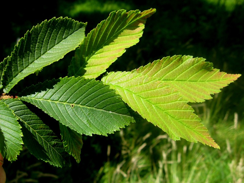 Ulmus microcarpa photo 4