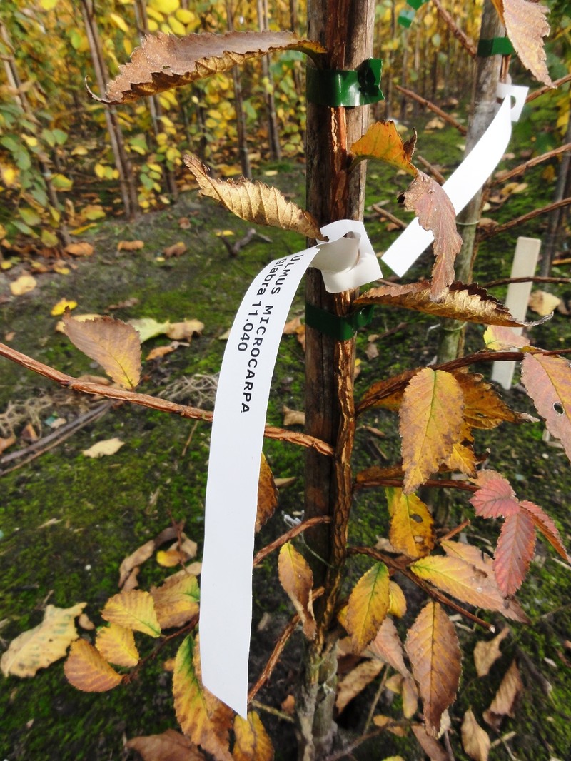 Ulmus microcarpa photo 5