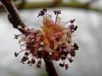 Ulmus minor