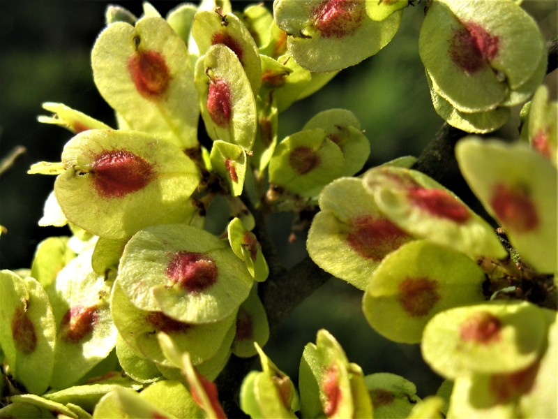 Ulmus minor photo 2