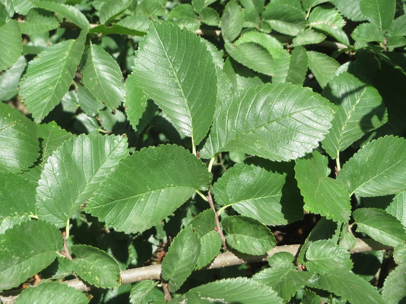 Ulmus minor photo 3