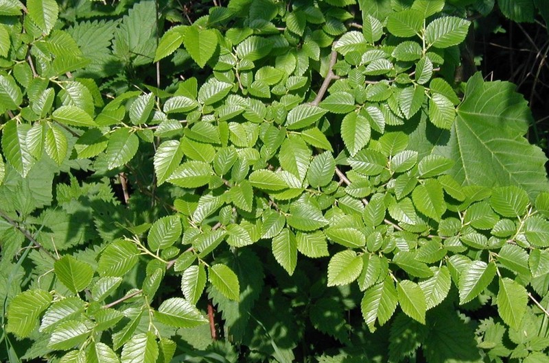 Ulmus minor photo 4