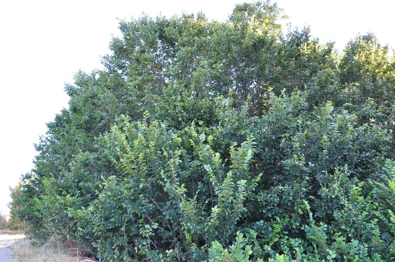 Ulmus minor photo 5