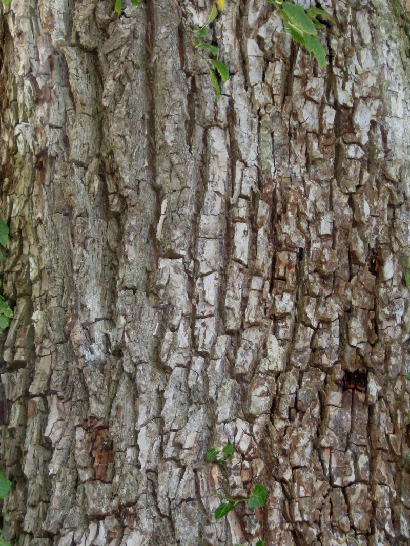 Ulmus minor photo 6