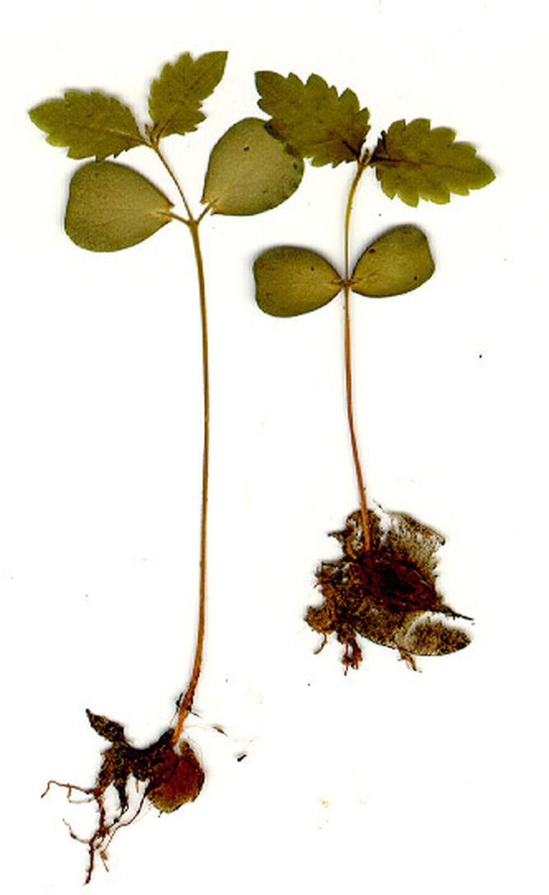 Ulmus minor photo 7