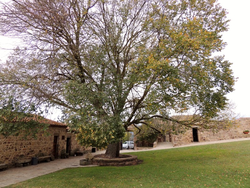 Ulmus minor photo 8