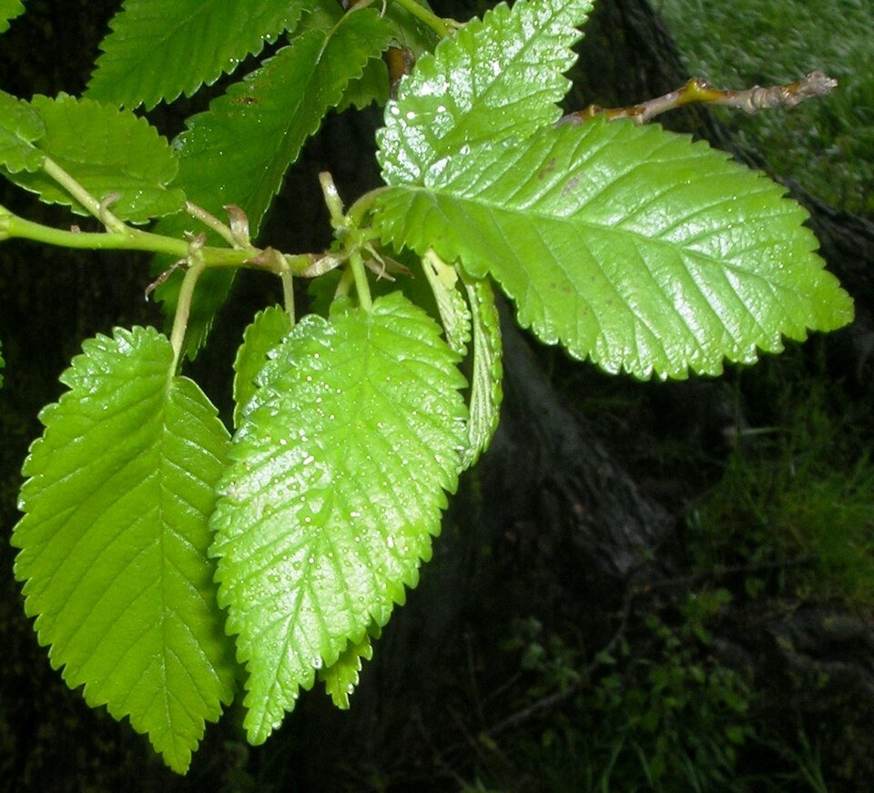 English Elm photo 2