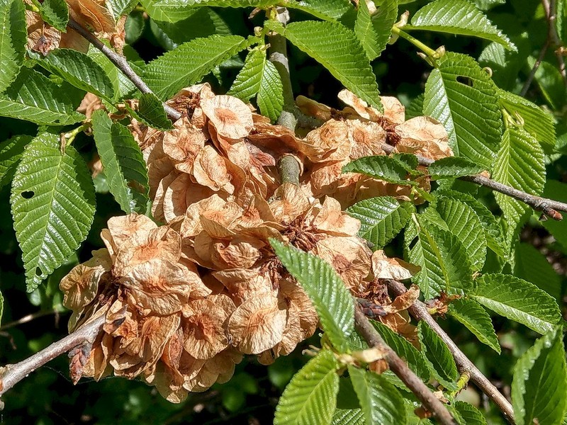Ulmus minor subsp. canescens