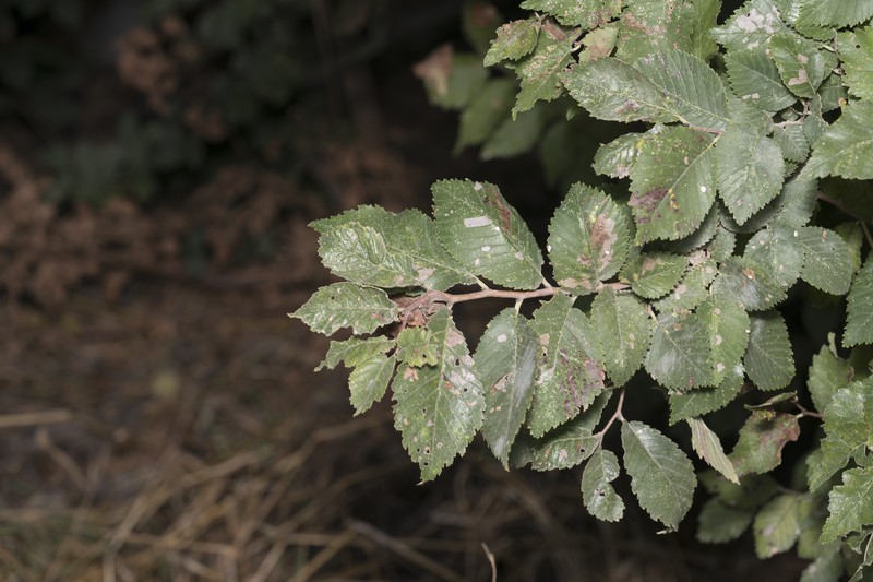 Ulmus minor subsp. canescens photo 2