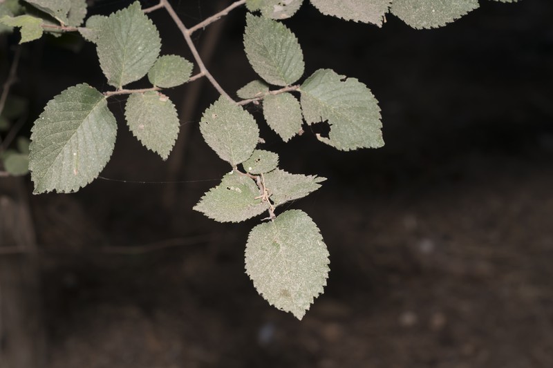 Ulmus minor subsp. canescens photo 3